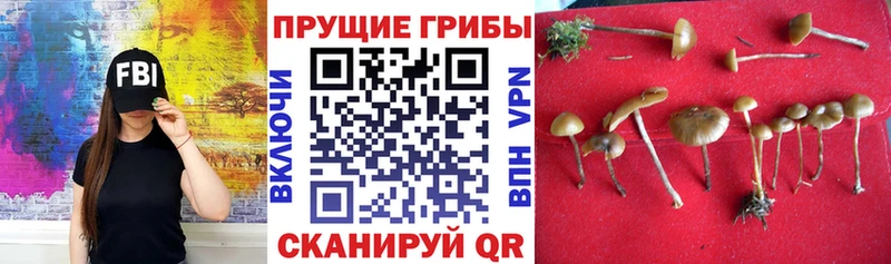 где найти наркотики  Октябрьский  Галлюциногенные грибы мицелий 